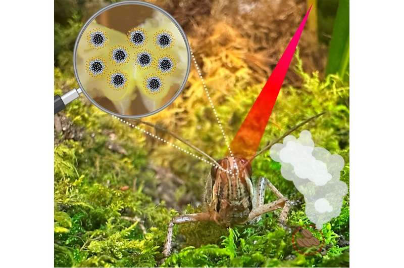 Nanoparticles Enhance Locust Olfactory Sense: A Breakthrough in Sensory Science