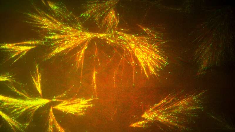 Microscopic Railways: Scientists Repurpose Cellular Scaffolding for Nanotechnology