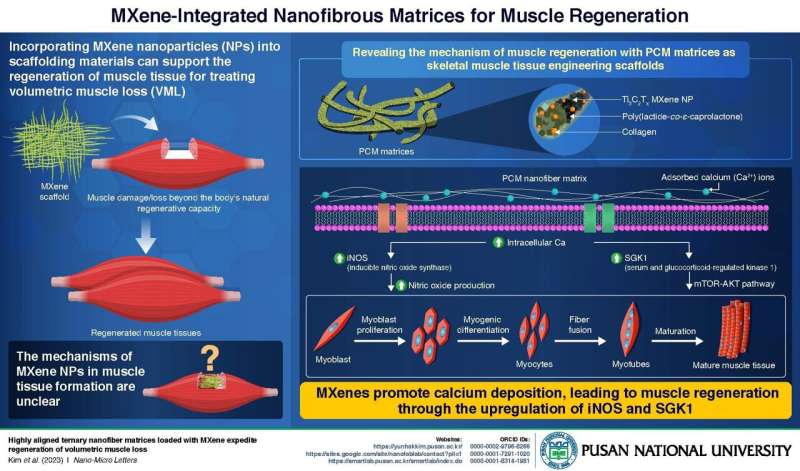 MXene Nanoparticles Boost Muscle Regeneration by Modulating Molecular Pathways