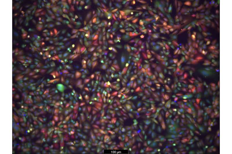 Breakthrough in Drug Delivery: Bioengineers Advance Blood-Brain Barrier Technology