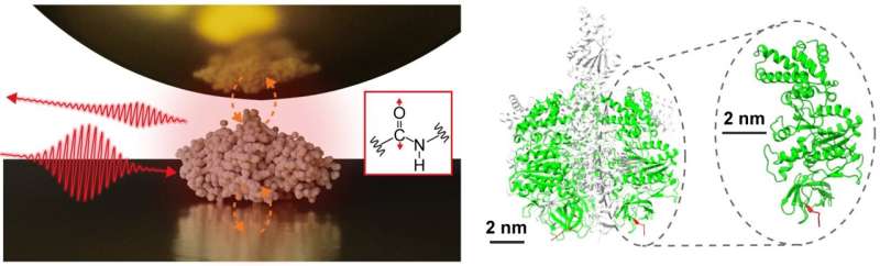 Infrared Nanospectroscopy Reveals Protein Vibrational Spectra