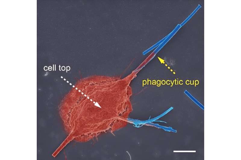 Asbestos Nanofibers: Size & Shape Linked to Pulmonary Fibrosis Development