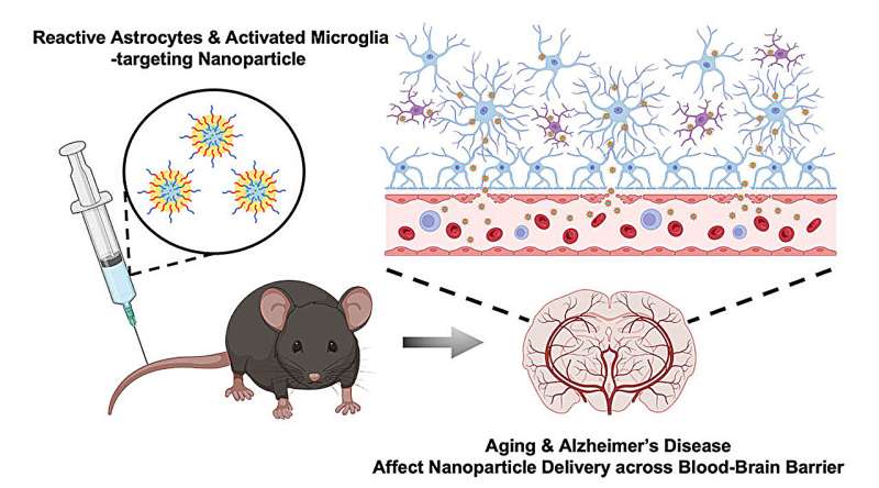 Nanoparticle Transport & Alzheimer s: New Insights into Blood-Brain Barrier Dysfunction