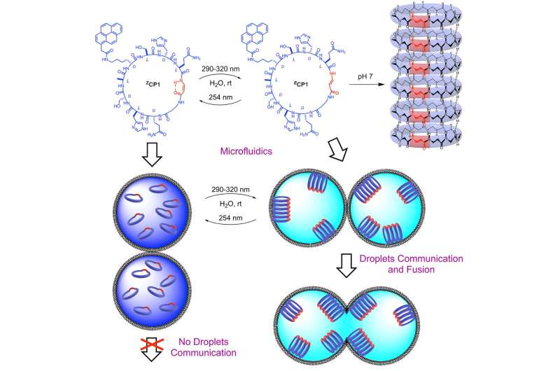 Dynamic Artificial Cytoskeletons: On-Demand Peptide Nanotube Formation