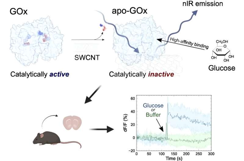 Novel Glucose Nanosensor for Continuous Monitoring - UC Berkeley