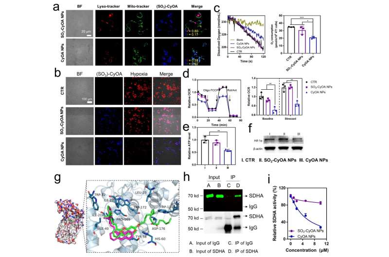 Novel Cancer Stem Cell Therapy: Self-Assembled Conjugate Shows Promise