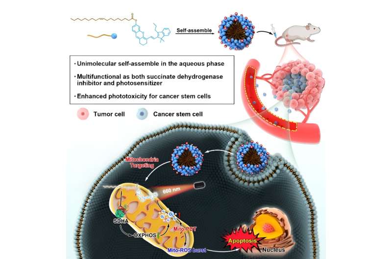 Novel Cancer Stem Cell Therapy: Self-Assembled Conjugate Shows Promise