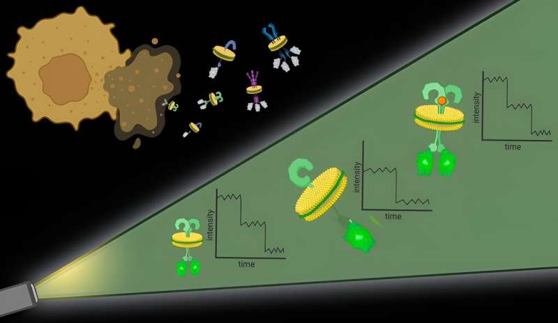 Native-nanoBleach: Visualizing Membrane Protein Organization with Molecular Probes
