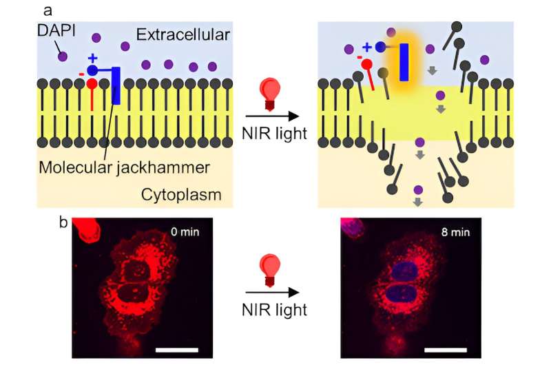 Molecular  Jackhammers  Show Promise in Destroying Melanoma Cells