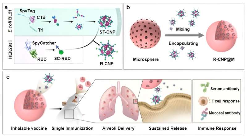Innovative Dry-Powder Inhaled Vaccine Platform Developed by Chinese Researchers