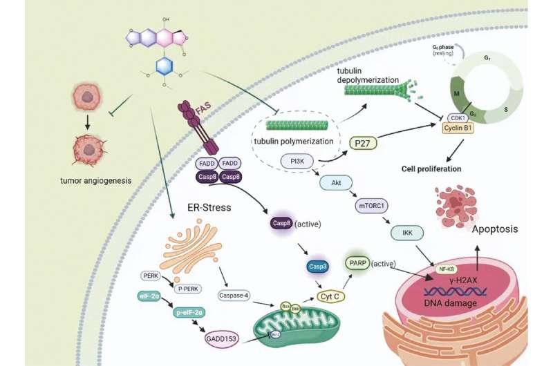 Nanoscale Podophyllotoxin Delivery: Enhancing Anti-Tumor Efficacy