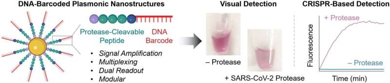 Novel Nanoprobe Enables Real-Time Detection of Active Proteases