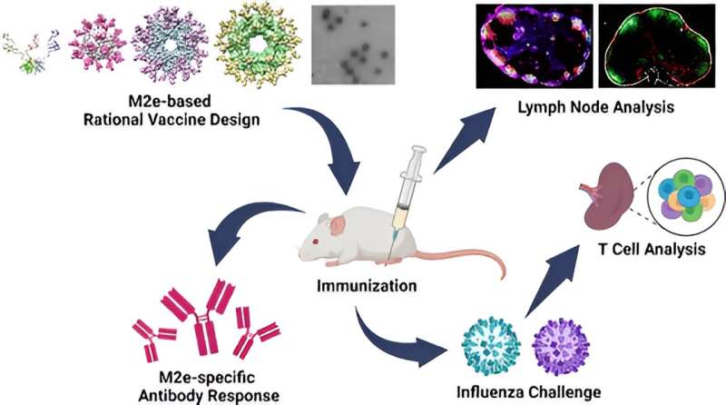 Novel Nanoparticle Flu Vaccine Design Shows Broad-Spectrum Promise