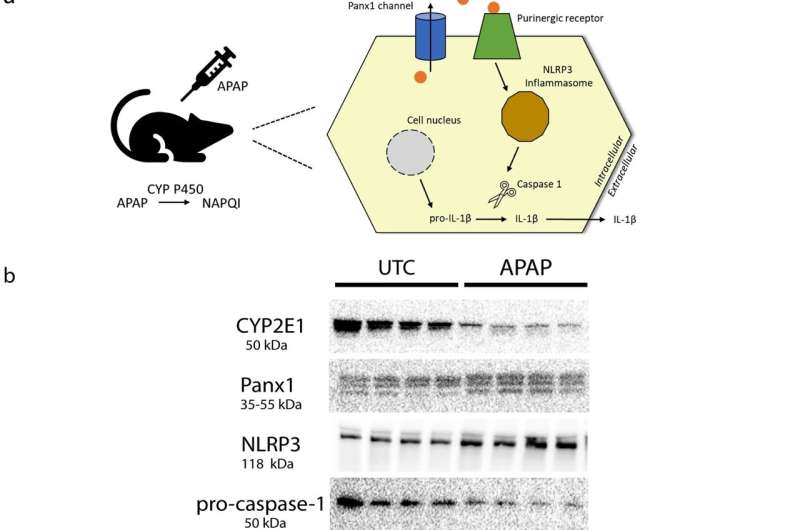 Nanobody Technology Shows Promise in Treating Liver Inflammation