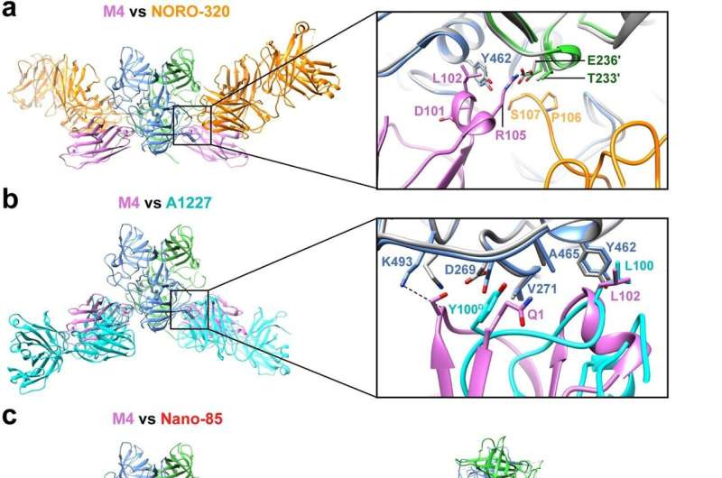 Nanobodies Targeting Norovirus: Potential for Enhanced Antiviral Therapies