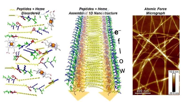 Biotechnology Breakthrough: Nature-Inspired Nanostructures for Electron Transport