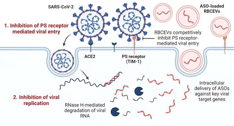 Nano-Cell Particles: A Promising Strategy for Fighting Infectious Diseases