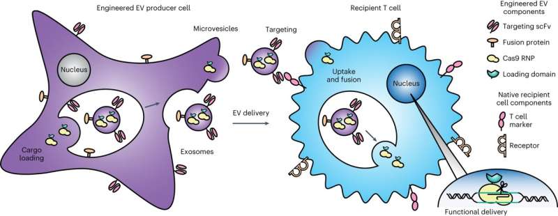 GEMINI Strategy: Genetically Engineered EVs for Targeted Drug Delivery