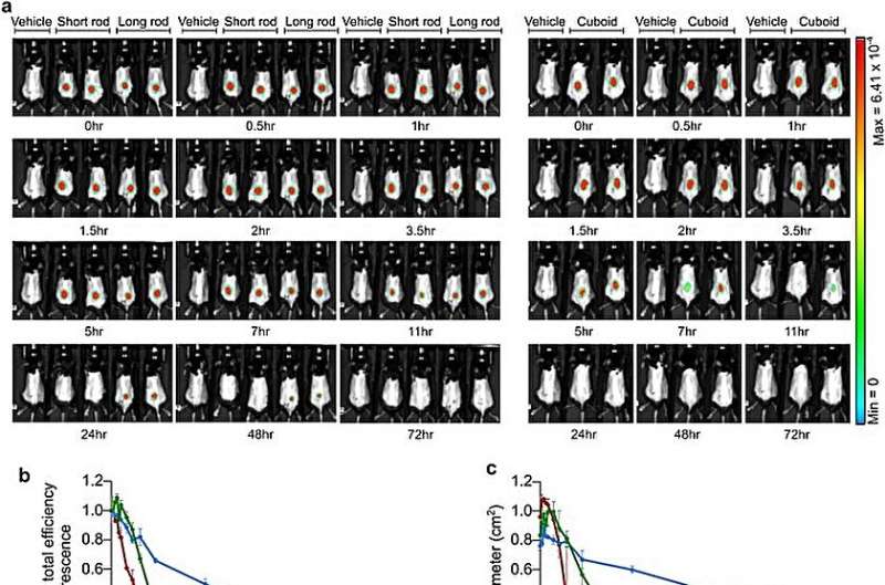 Polymer-DNA Origami Nanostructures: Biodistribution & Function