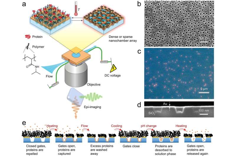 Protein Trapping for Disease Research: Novel Insights via Nanochambers