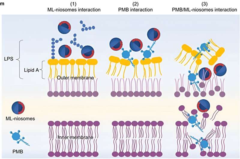 Lipid Nanoparticle & Polymyxin B Combination Shows Promise Against Antibiotic-Resistant Bacteria