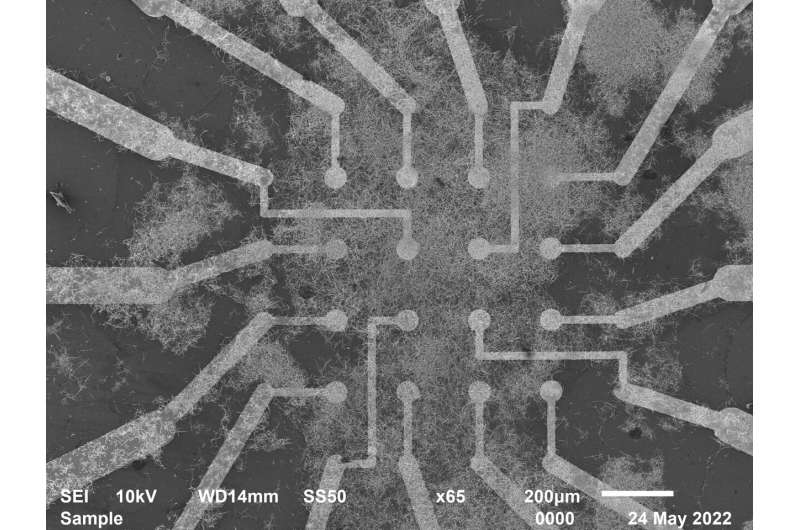 Self-Organizing Nanowire Network Mimics Brain Learning