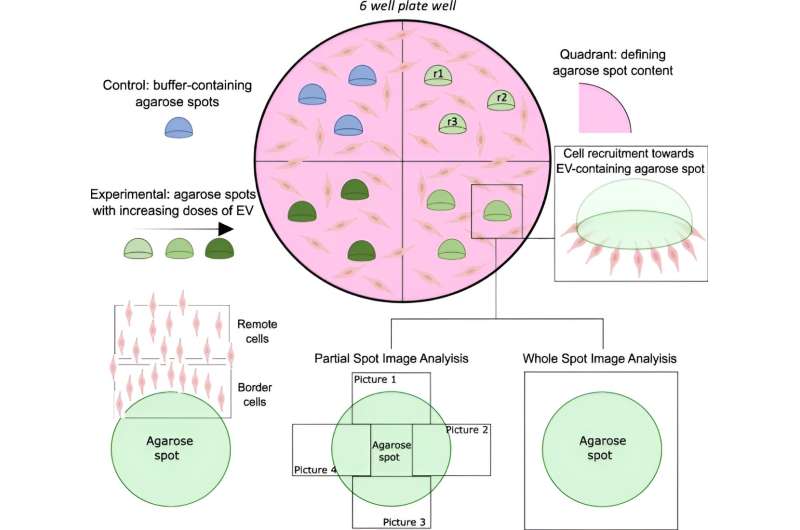Agarose Migration Assay: Uncovering Extracellular Vesicle Roles in Cancer Metastasis