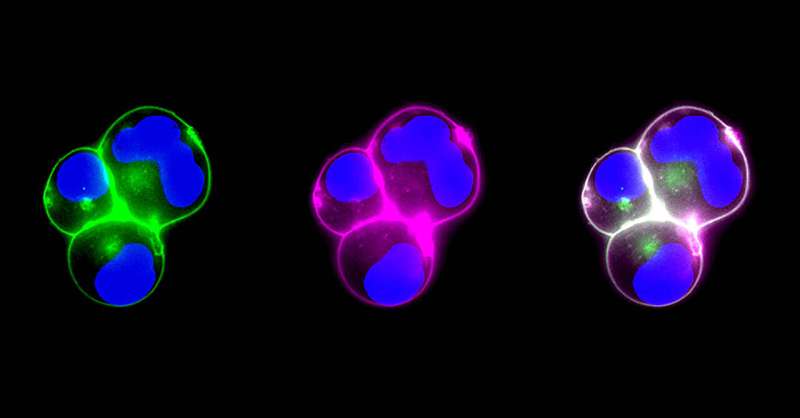 Modular Nanoparticles for Targeted Biological Applications