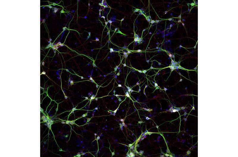 Molecular Scaffold Shows Promise for Spinal Cord Injury Repair