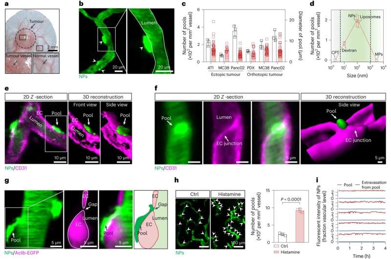 Novel Nanotherapeutic Delivery Strategy Shows Promise in Tumor Treatment