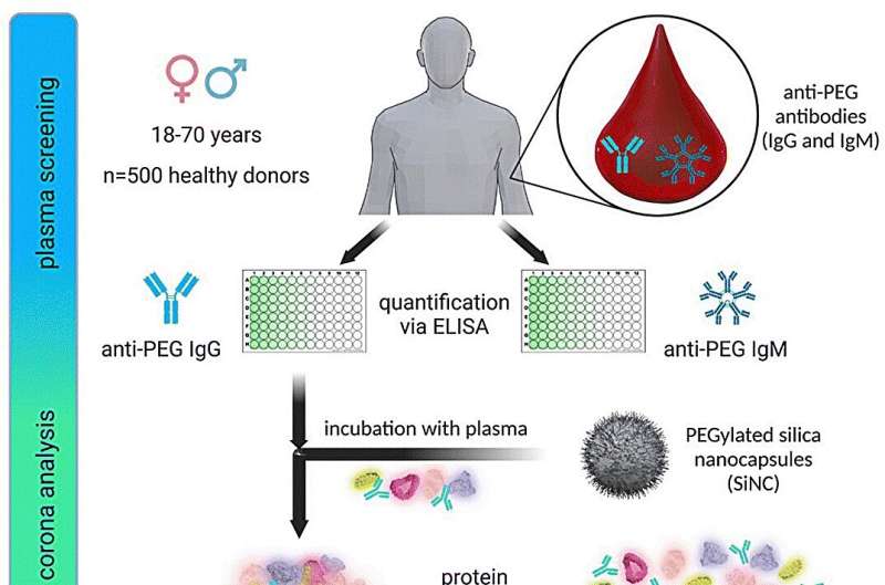 High Prevalence of Anti-PEG Antibodies in German Population: Implications for Nanoparticle Therapeutics