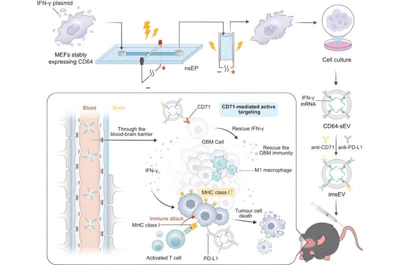 imsEV: Extracellular Vesicles for mRNA-Based Immunotherapy in Glioblastoma