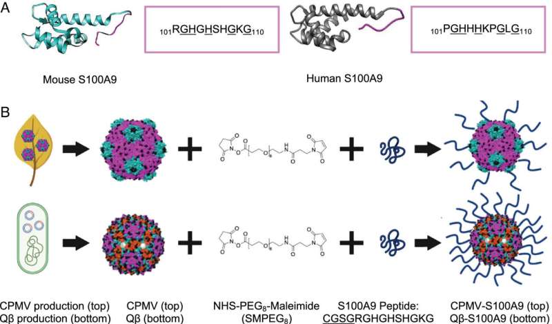 Nanoparticle Vaccine Shows Promise in Preventing Lung Cancer Metastasis