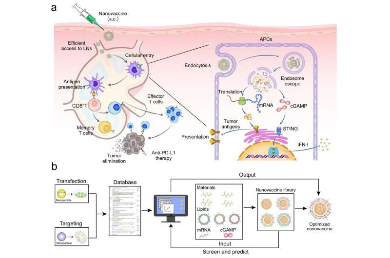 mRNA Nanovaccines for Cancer Immunotherapy: Rational Design & Enhanced Efficacy