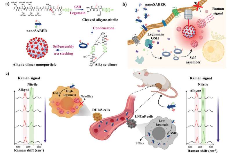 NanoSABERs: Revolutionary Nanotechnology for Cancer Detection and Treatment
