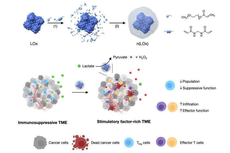 Nanocapsule Delivery Boosts Immunotherapy Efficacy in Mice