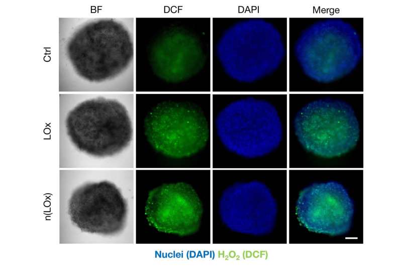 Nanocapsule Delivery Boosts Immunotherapy Efficacy in Mice
