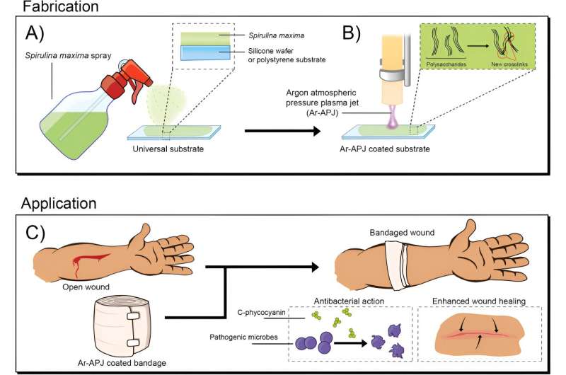 Plasma-Enhanced Microalgae Coatings for Advanced Wound Healing