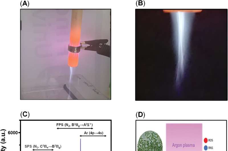 Plasma-Enhanced Microalgae Coatings for Advanced Wound Healing