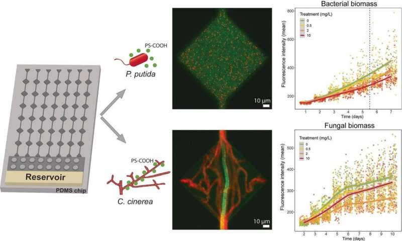 Fungi Effectively Trap Nanoplastics, Offering a Potential Solution for Environmental Pollution