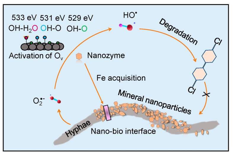 Mineral Nanoparticles Enhance Fungal Degradation of Organic Pollutants