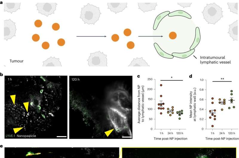 New Theory Challenges Nanoparticle Cancer Treatment Paradigm