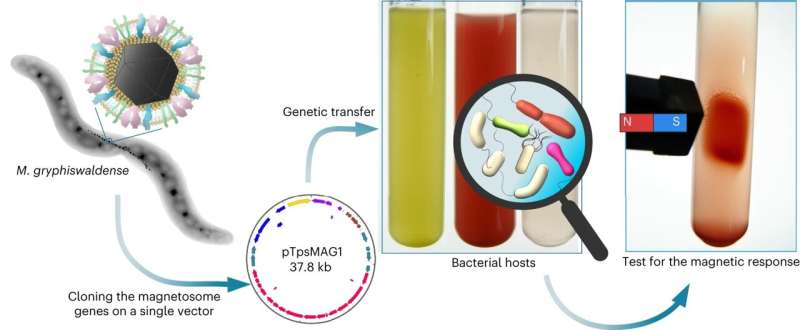 Genetic Magnetization of Bacteria: A New Frontier for Biomedicine