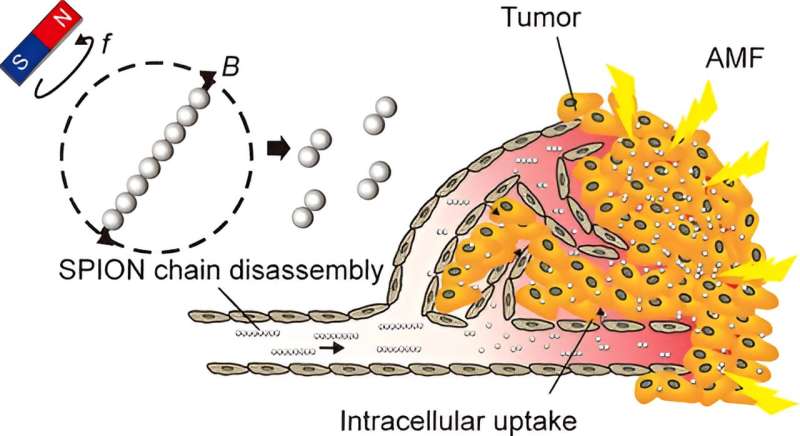Enhanced Cancer Therapy: Researchers Optimize Magnetic Nanoparticle Delivery & Effectiveness