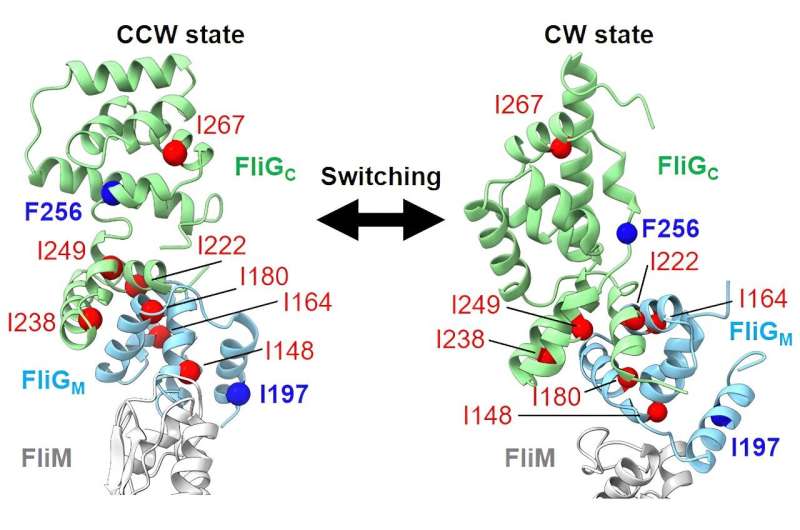 Bacterial Motors: Inspiration for Next-Gen Nanomachines