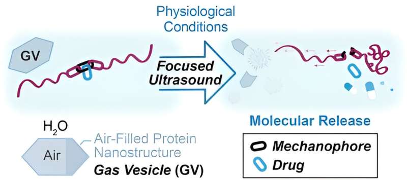 Sound-Guided Protein Nanostructures for Targeted Drug Delivery