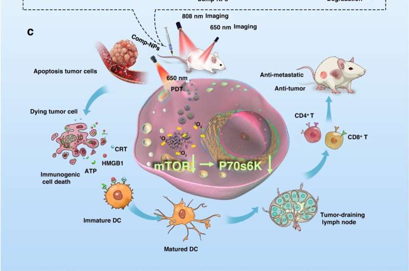 Nanocomplex for Enhanced Cancer Treatment: Immunotherapy & Photodynamic Therapy