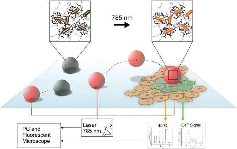 Microrobots for Precise Cellular Navigation and Stimulation | Research Highlights