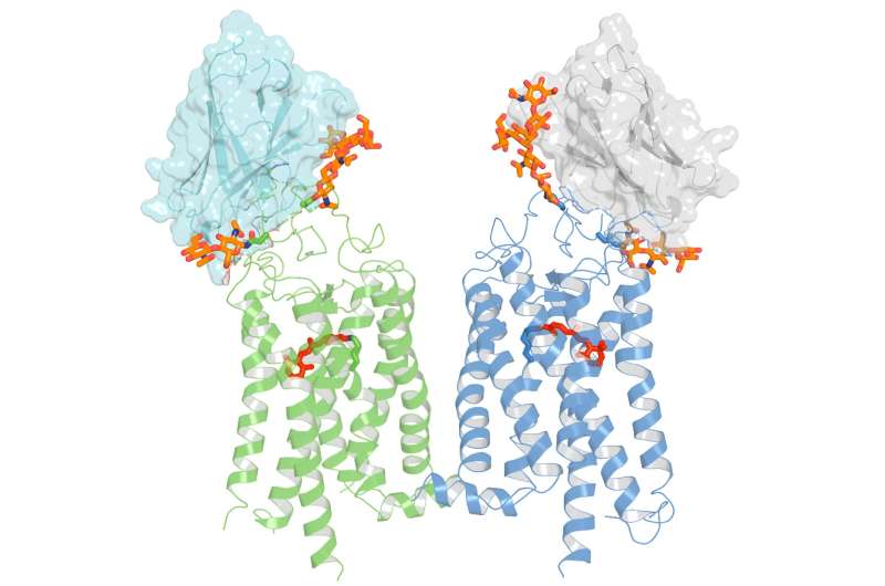 Nanobody Discovery Offers Potential Treatment for Retinitis Pigmentosa