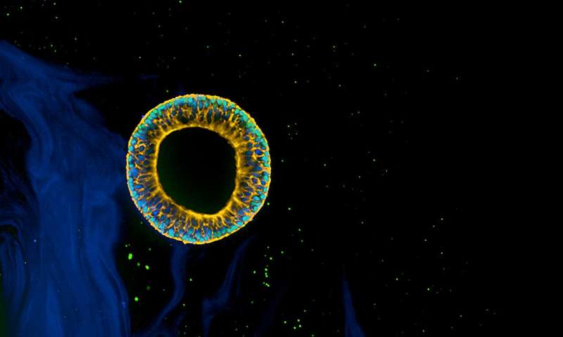 DNA-Encoded Viscoelastic Matrices for Organoid & Tissue Engineering